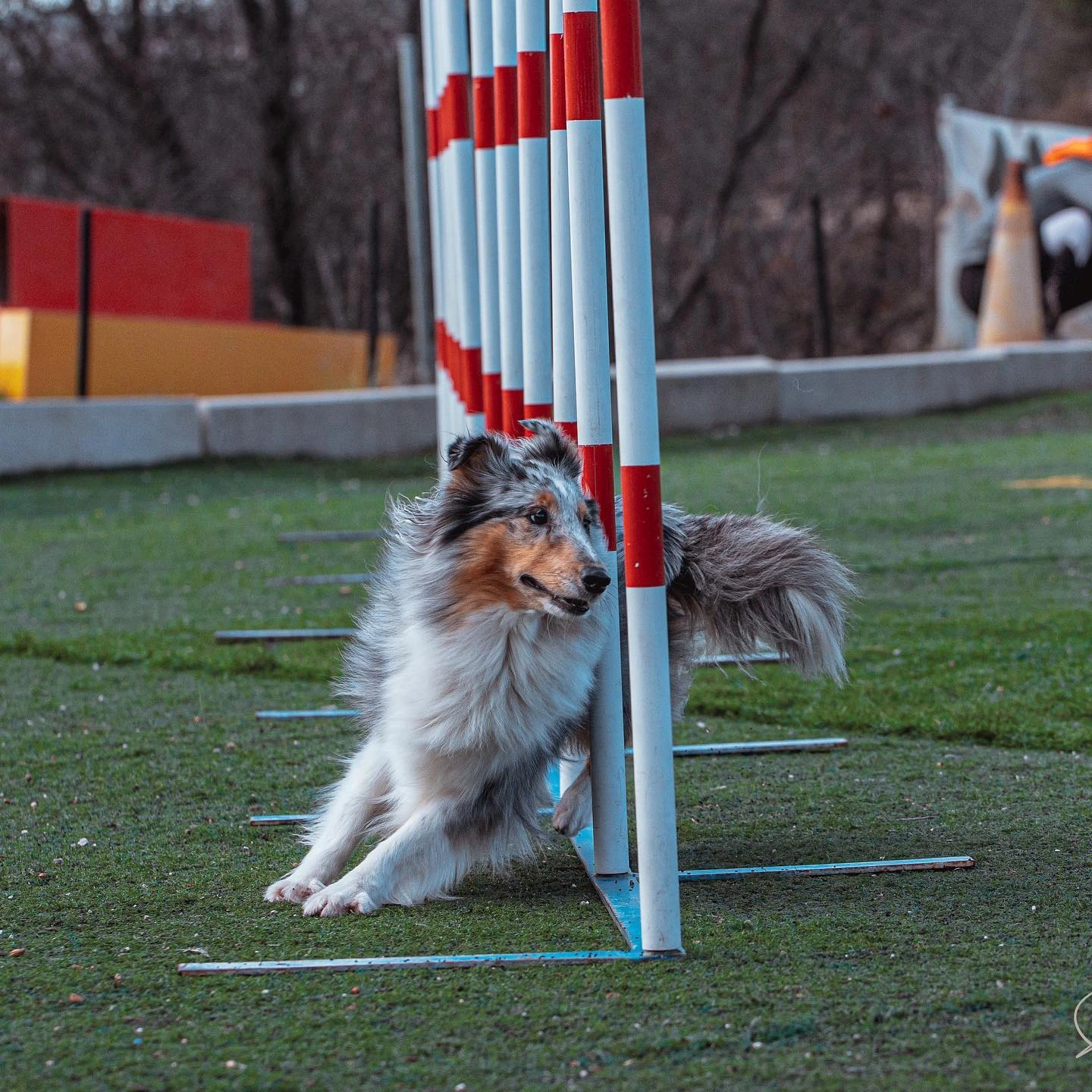 adiestramiento canino en madrid