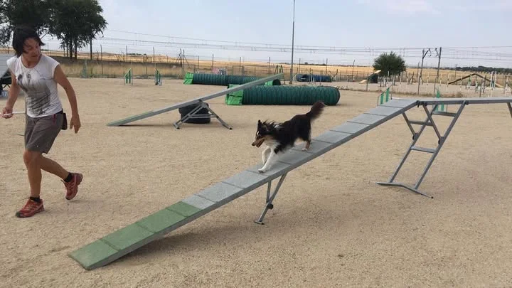 educador canino Valdemoro