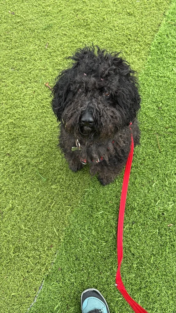 adiestrador canino en madrid