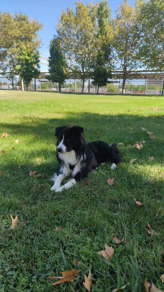adiestramiento canino en madrid